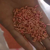 گندم بذری دیم|عمدهفروشی|سربند, |دیوار