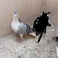 کبوتر دومگیر