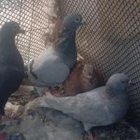 کفتر|پرنده|بیرجند, |دیوار