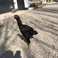 جوجه لاری برزیلی