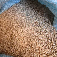 گندم آبی پیشگام