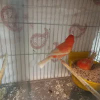 قناری رد فاکتور|پرنده|اصفهان, خواجه عمید|دیوار