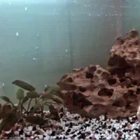 آکواریوم شیشه خم/تصفیه استوانه ای/بخاری/سنگ/لامپ|ماهی|تهران, مروارید شهر|دیوار