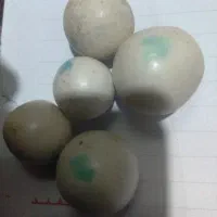 پنج عدد سنگ الماس آسیاب اصلی فوری فروشی