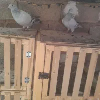 شامی‌پلاکی‌میکس دلبر