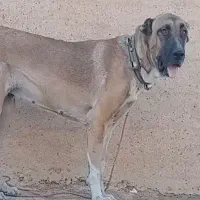 واگذاری سگ سراب افغان آلابای  پژدر|سگ|کرمانشاه, |دیوار