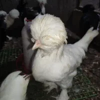 مرغ و خروس سلطان و لهستانی