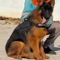 سگ ژرمن شپرد شولاین نر شش ماه جثه درشت فی ۲۵م ت|سگ|تهران, وردآورد|دیوار