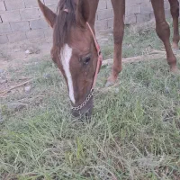 اسب نریون عرب