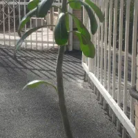 گل آدنیوم|گل و گیاه طبیعی|کرج, شهرک ولیعصر|دیوار