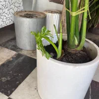برگ انجیری|گل و گیاه طبیعی|تهران, پرستار|دیوار