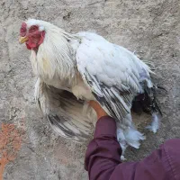 برهما بلولایت و وایت بالغ|حیوانات مزرعه|قرچک, مهدیه|دیوار