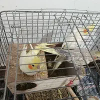 عروس هلندی
