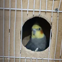عروس مولد آبپخش