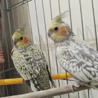 عروس هلندی نر و مادر  ۴ ماهه
