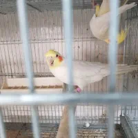 عروس هلندی مولد|پرنده|قم, چهل اختران|دیوار