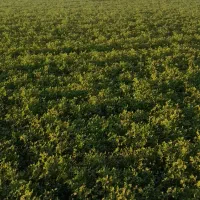 فروش پنج هکتار یونجه برای چرای دام