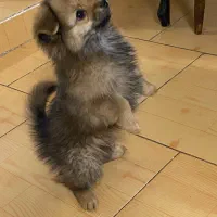 پامرین روباهی عروسکی بازیگوش|سگ|فردیس, فردیس|دیوار