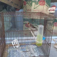 سهره قناری ماده