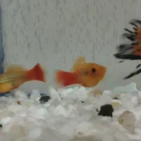 ماهی گیاه خوار|ماهی|ایذه, |دیوار