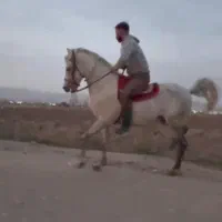 اسب نریان|اسب و تجهیزات اسبسواری|تبریز, |دیوار