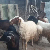 گوسفند|حیوانات مزرعه|کرمانشاه, |دیوار