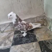 کبوتر هما  سرور