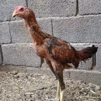 جوجه لاری|حیوانات مزرعه|تربت جام, میان جام|دیوار