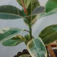 گل گیاه آپارتمانی|گل و گیاه طبیعی|بیرجند, |دیوار