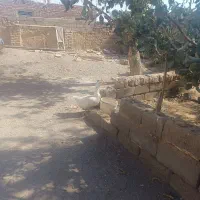 قو غاز ماده جوان|حیوانات مزرعه|میان جلگه, |دیوار