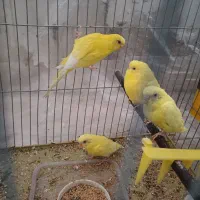 مرغ عشق لوتینو ( زرد )