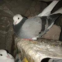 کفتر طوقی|پرنده|بم, |دیوار