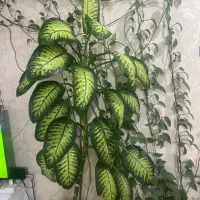 دوتادرخچه دیفن