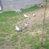 کبوتر ساعتی