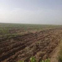 دوهکتار-باغ-پسته-پیونده-شده-زیر-بار-همراه-با-اب