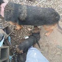 توله سگ ژرمن|سگ|زرگرشهر, |دیوار