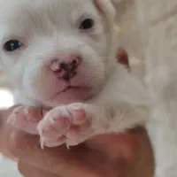 واگذاری پاکوتاه