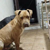 توله پیتبول اصیل خط خونی بالا