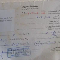 سگ تیبتن اسپانیل با ادب حرف گوش کن|سگ|تهران, وردآورد|دیوار