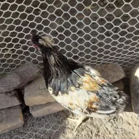 خروس|حیوانات مزرعه|تربت‌حیدریه, یحیی آباد|دیوار