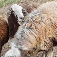 گوسفندگوشتی|حیوانات مزرعه|ارشق, |دیوار