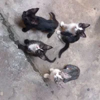 واگذاری بچه گربه به همراه مادر