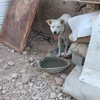 فروش یا معاوضعه هاسکی