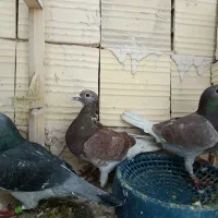 سه کبوترآلمانی