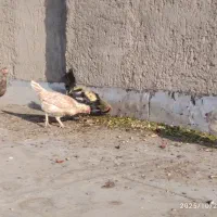 مرغ و خروس|حیوانات مزرعه|زاهدان, |دیوار