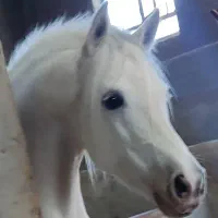 اسب عرب ،سرحال قبراق و سالم با سواری عالی