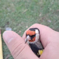 سهره|پرنده|رشت, شهریاران|دیوار