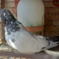 کبوتر  نکریز|پرنده|تخت, |دیوار