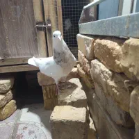 طوقی شازده نربشرط