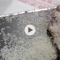 برنج پاکستانیr6